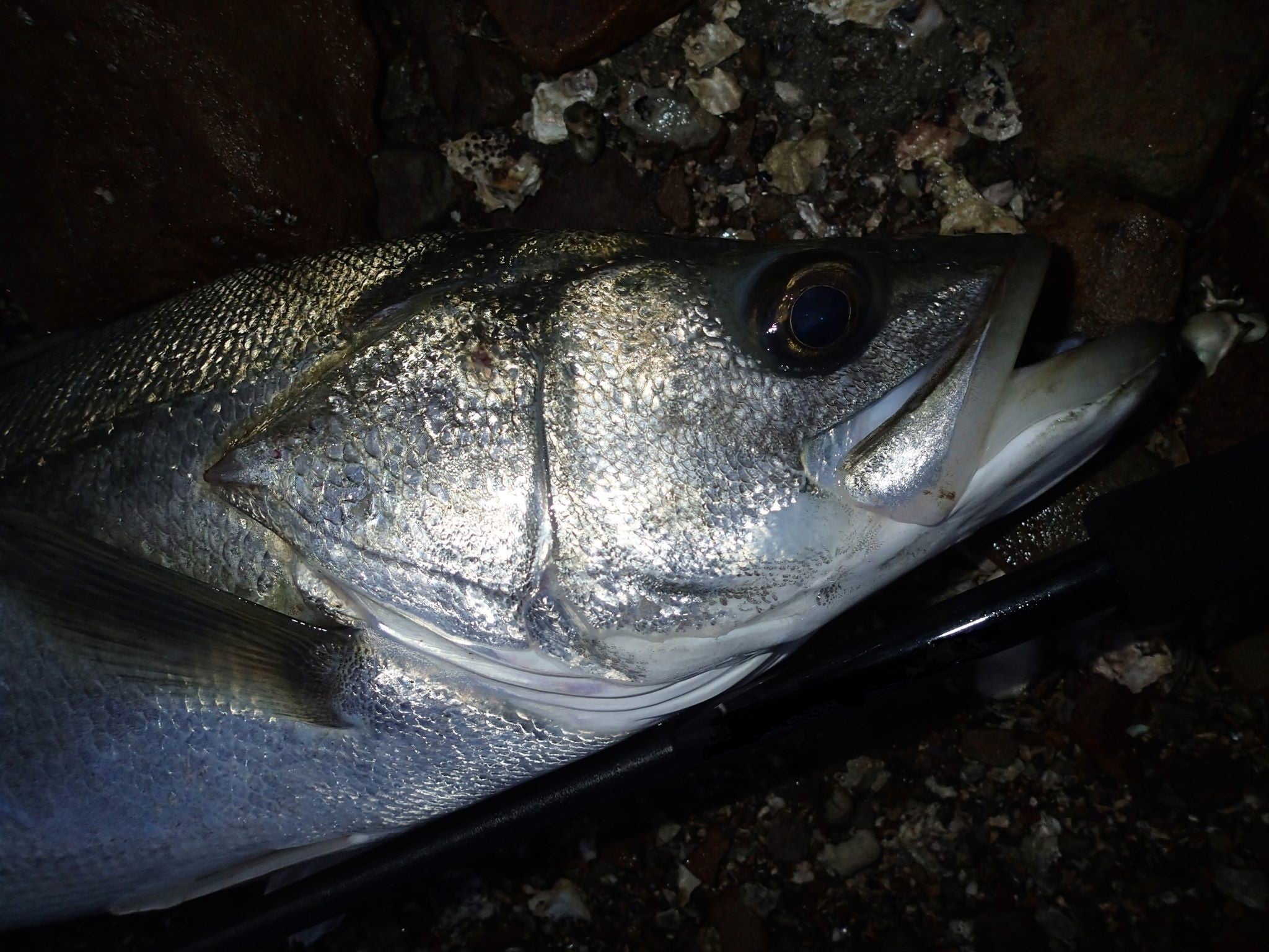 Permission 97SMH (SeaBass Spinning Model)